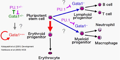 電顕アトラス ヒト血球の発生と分化 幻の血液幹細胞を求めて 電顕アトラス ヒト血球の発生と分化 幻の血液幹細胞を求めて